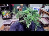 How to Cheap and easy bonsai tree using walmart nursery specimen blue rug juniper