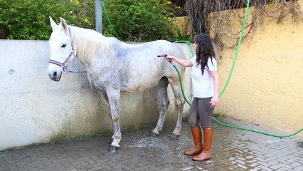 PFERD MIT BILOU ♥