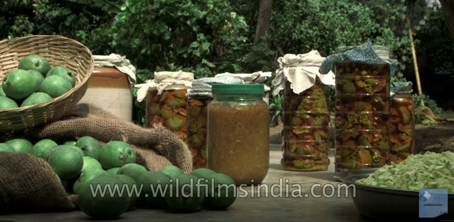 Mango harvest in Jwalagarh- mango bounty in India's summer-time