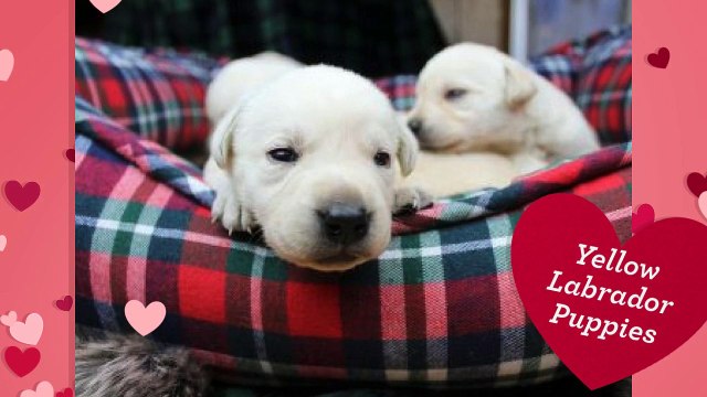 Adorable Labrador Puppies for Sale