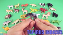 Animals Learn For Kids! Learning 30 Safari Wild Animal Funny video. Zoo Best animal Preschool Toys.
