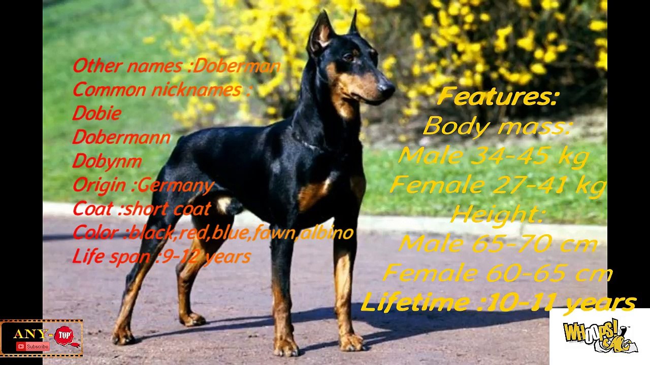 Top 10 Most Dangerous Dogs In The World 2016