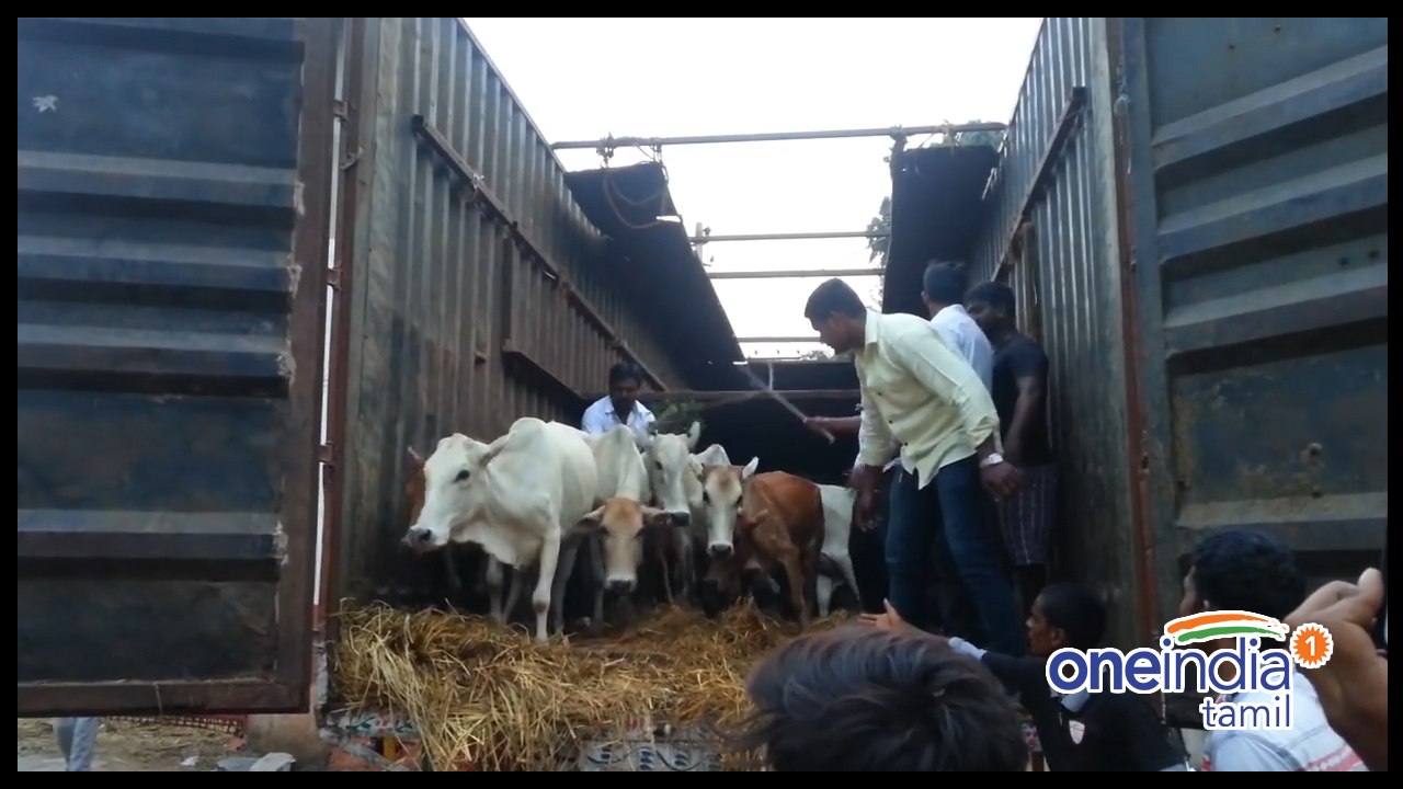 கர்நாடக தேர்தல் பிரச்சாரத்திற்கும் பசுவை கையில் எடுக்கும் பாஜக- வீடியோ