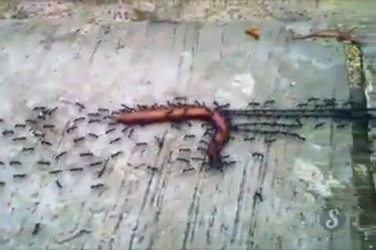 Quand des fourmis se préparent pour un barbecue et emportent une merguez entière