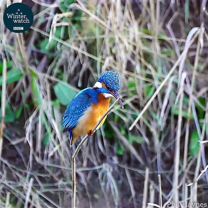 La tête de ce martin-pecheur est complètement fixe alors que son corps bouge... Impressionnant