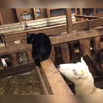 Ce chat cherche les embrouilles à un mouton... Bim