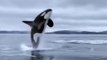 Ces touristes assistent à une scène magnifique en pleine mer : saut d'une orque