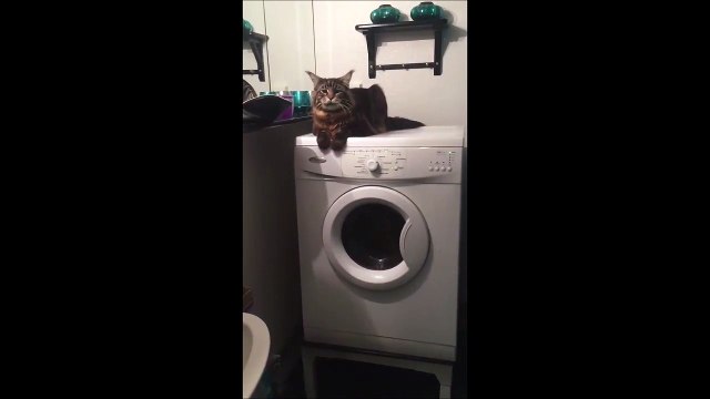 Tout le monde aime les massages... Même les chats