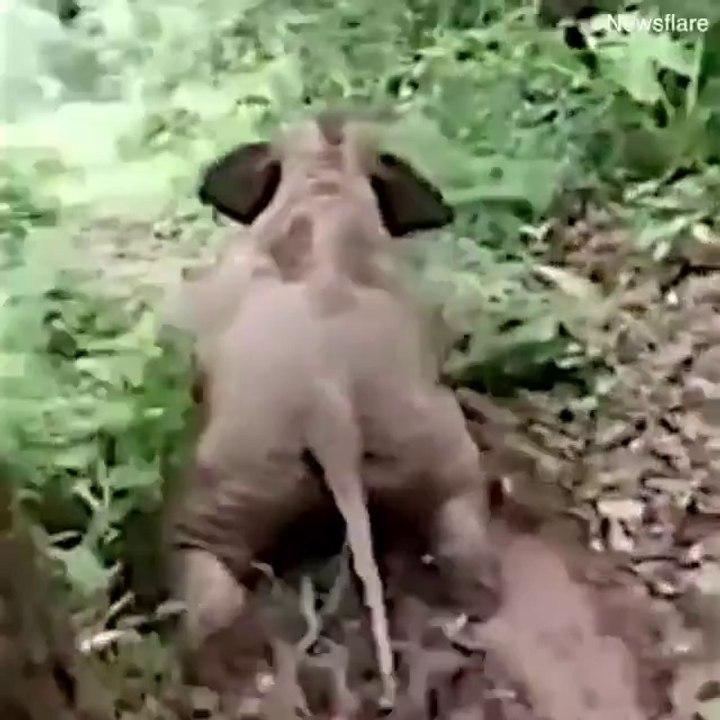 Les animaux aussi aiment les toboggans... La preuve!