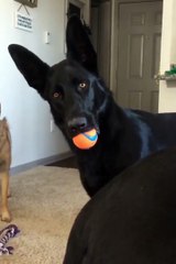 Quand tu prononces le mot "Écureuil" devant ton chien...