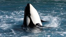 Orca whales can 'speak human'