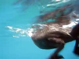 Un oiseau mange sous l'eau un poisson accroché à un requin baleine