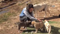Şırnak'ta Görev Yapan Doktor Kendi İmkanlarıyla Sokak Hayvanlarına Bakıyor