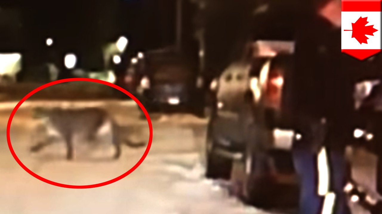 Mounties catch cougar strolling in Canada