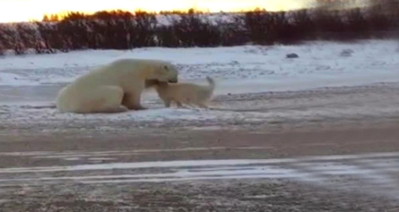 Vahşi Ayı ile Evcil Köpeğin Dostluğu Herkesi Şaşırtıyor