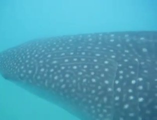 Un oiseau mange sous l'eau un poisson accroché à un requin baleine