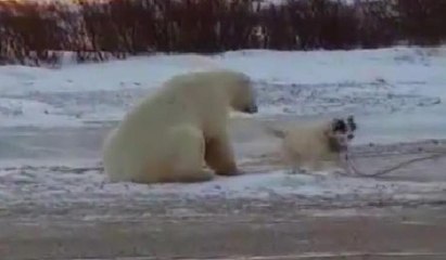 Ayının oyun arkadaşı bir köpek