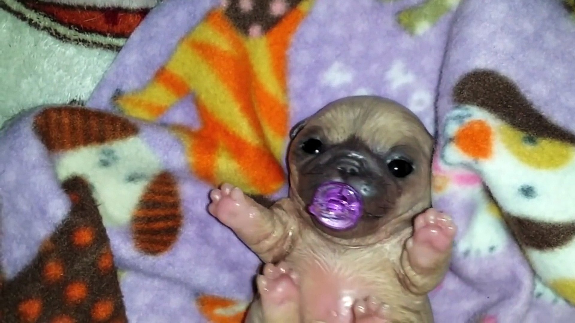 silicone baby pug