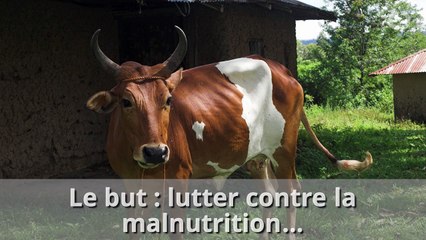 La "super-vache" de Bill Gates à 40 millions de dollars