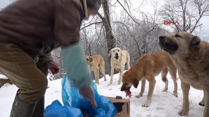 Bursa 20 Yıldır Uludağ Yolundaki Sokak Hayvanlarını Besliyor