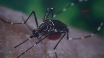 Zika Virüsü Salgınına Neden Olan Aedes Türü Sivrisinekler Tespit Edildi