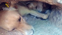 TERRIBLE! En Murcia entierran vivos a 9 CACHORROS de perro, sólo consiguen rescatar a 2