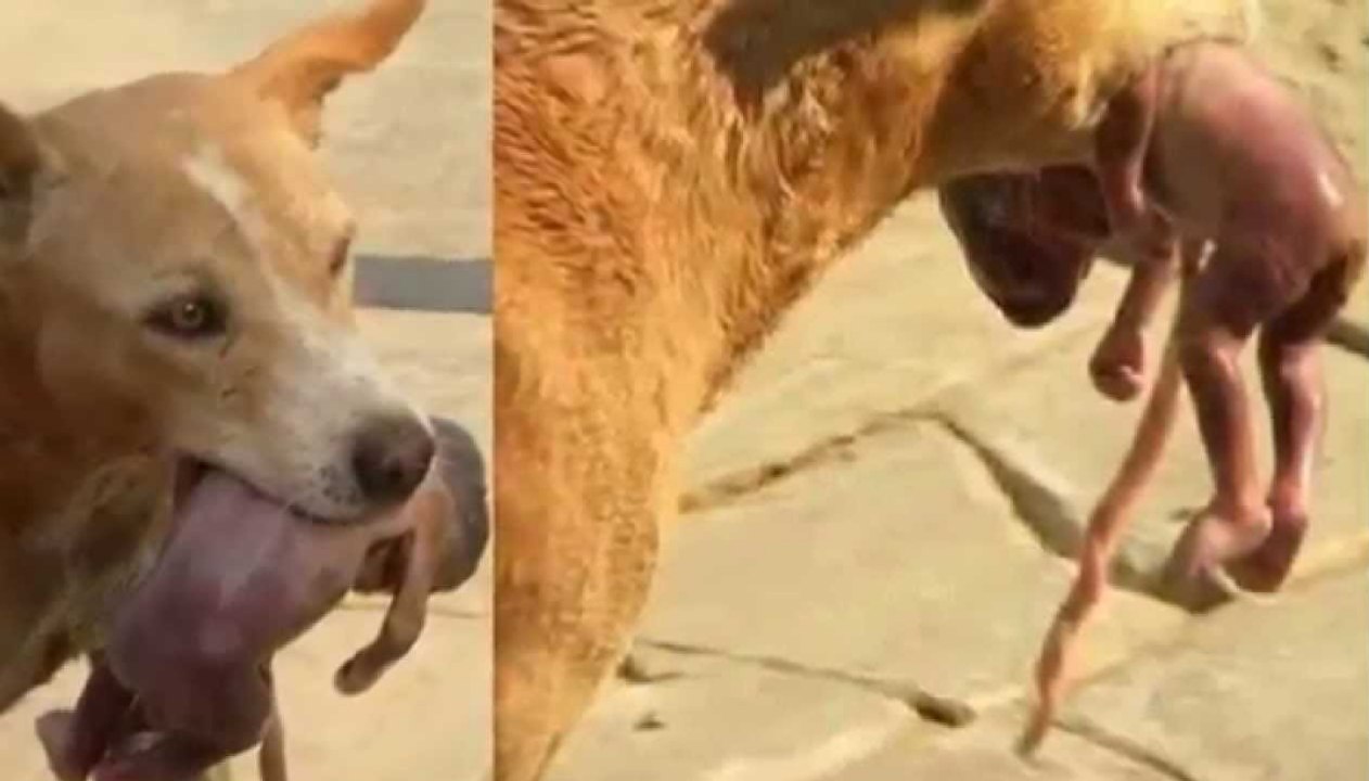 Breaking News: Dog Finds An Abandoned Baby/Foetus And Takes It To Safety
