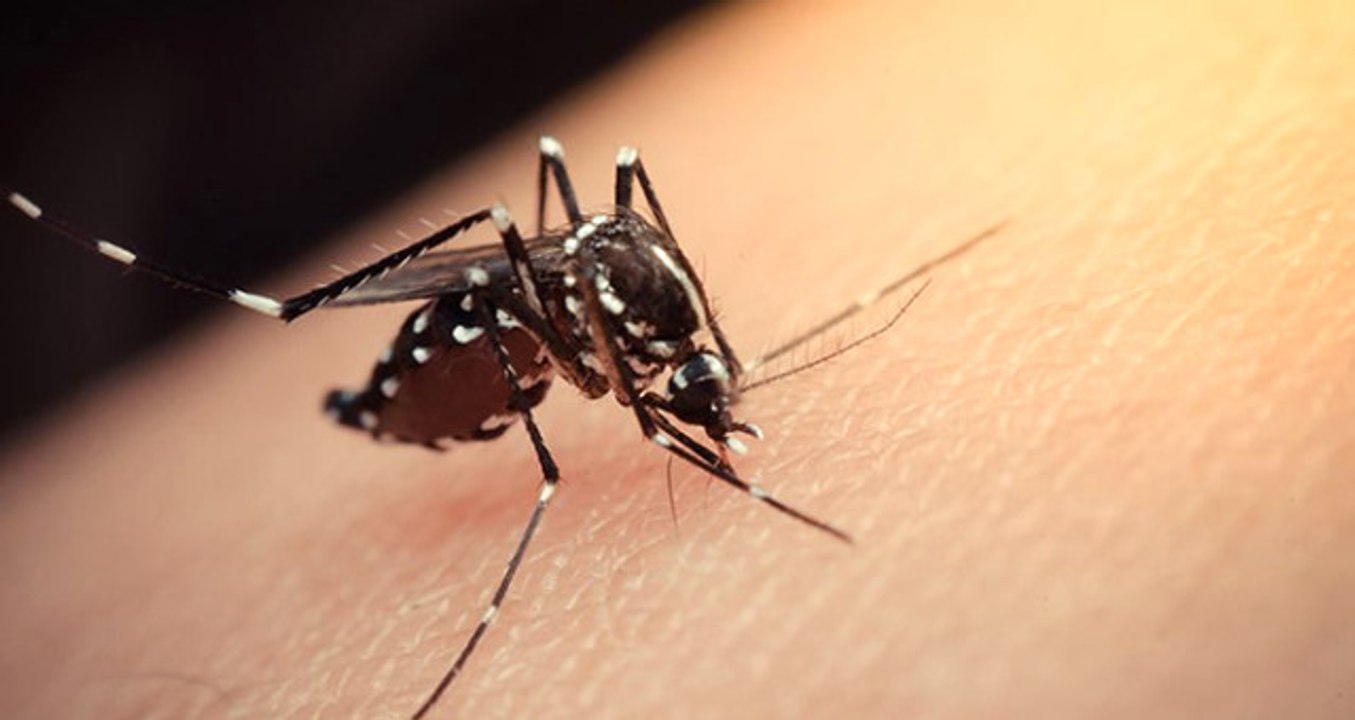 Karadeniz'de Zika Virüsü Salgınına Neden Olan Aedes Türü Sivrisinekler Tespit Edildi