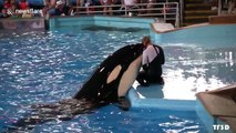 Orcas 'can imitate human speech'