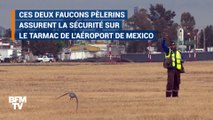 Sur l'aéroport de Mexico, deux faucons veillent à la sécurité du trafic