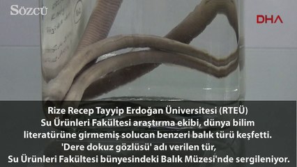 Rize'de dünya bilim literatürüne girmemiş balık keşfedildi