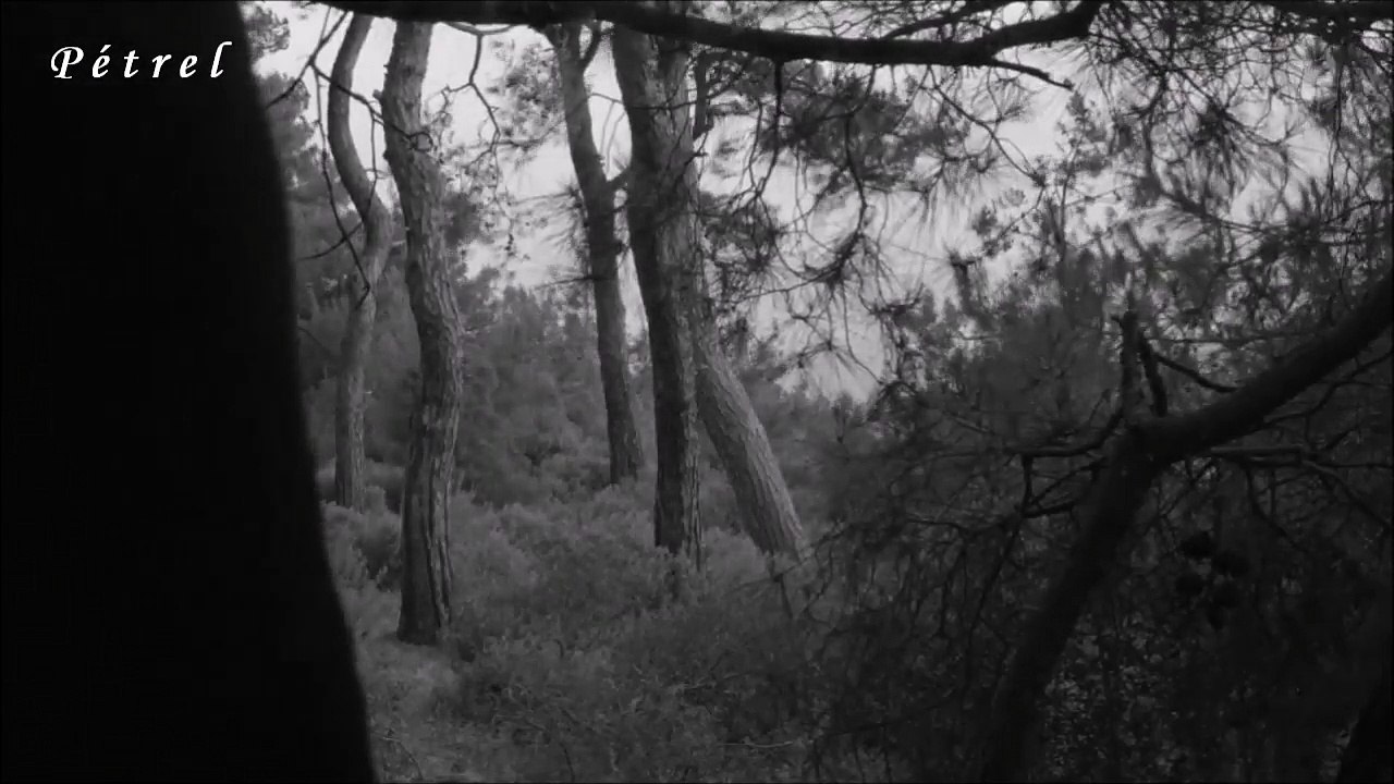 Sezen Aksu ben sevdalı sen belalı