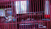 chardonneret bird |  بتبتة جميلة لتحفيز طيور  الحسون على الغناء