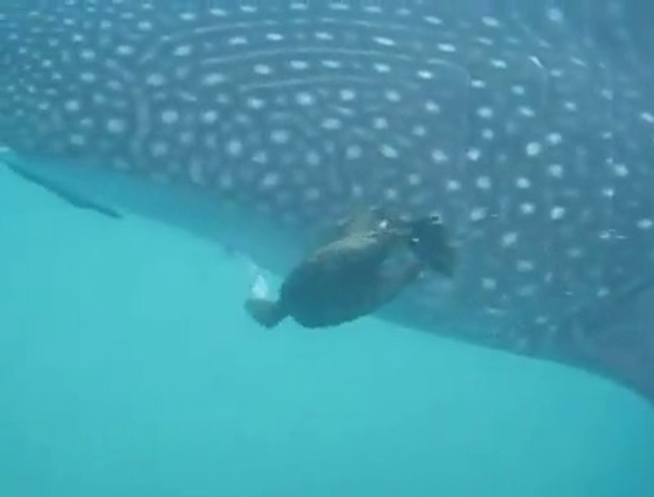 Cet oiseau plonge pour attraper des poissons accrochés à un requin baleine