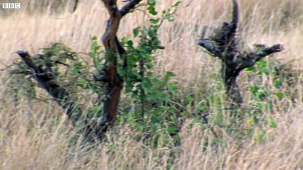 Gergedan ile Çita Savaşı