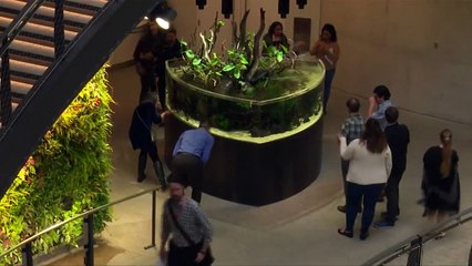 Pour son siège social, Amazon s'offre trois bulles de bonheur à 3,2 milliards d'euros