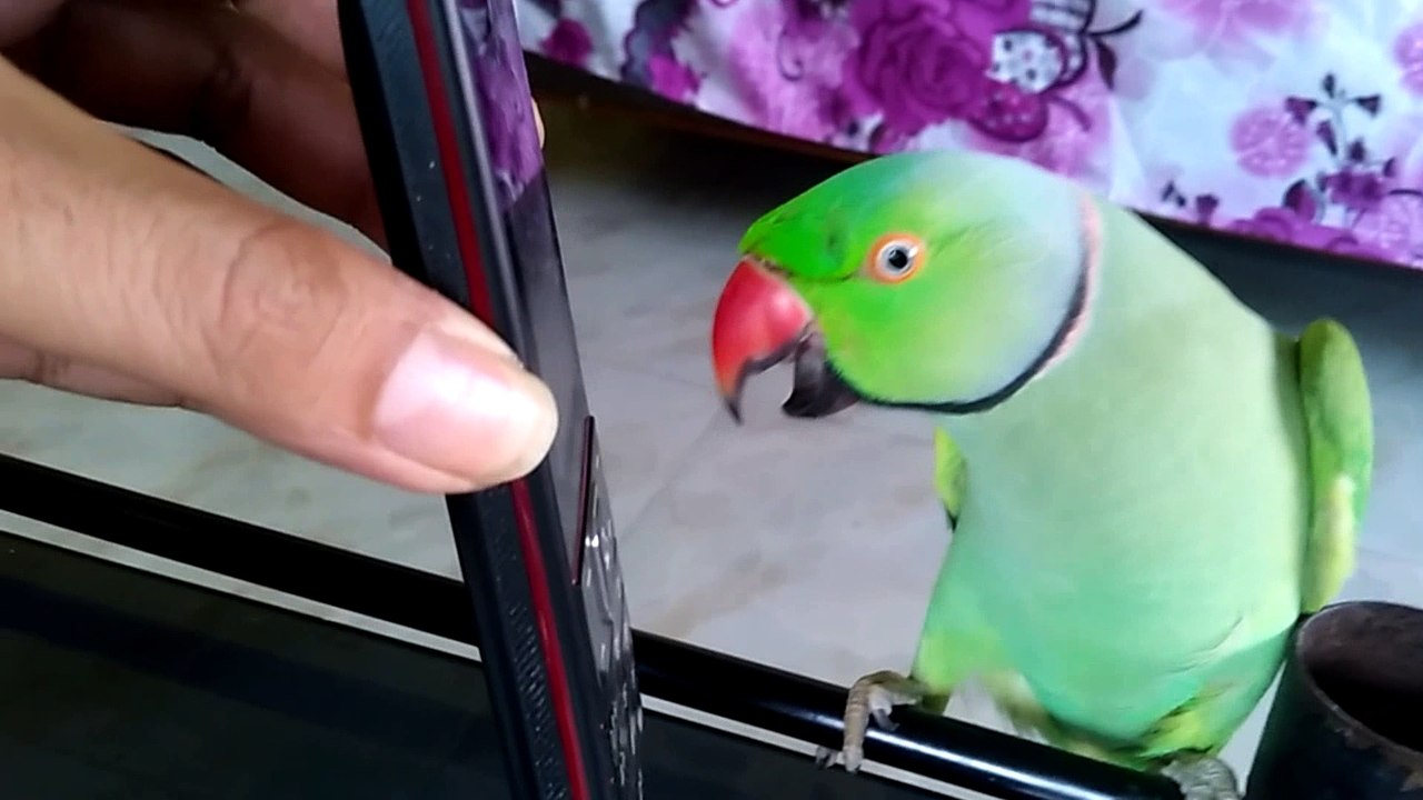 Mobile talking parrot