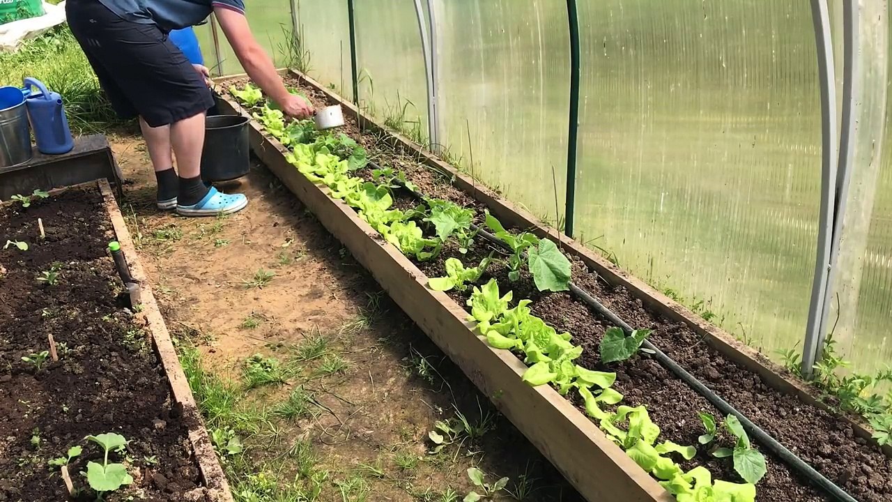 Супер удобрение для огурцов, помидор и перца, фосфорно-калийная подкормка, жизнь в деревне