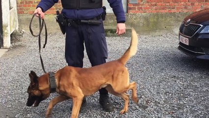 La brigade canine de Tournai