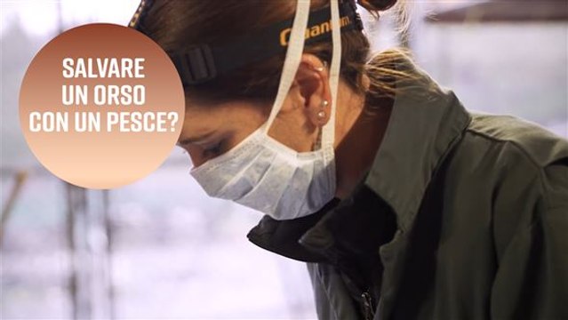 In California gli animali selvatici si salvano così...