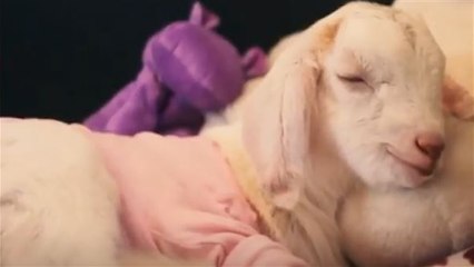 Neues Leben für Jazmin: Tierschützer retten Zicklein