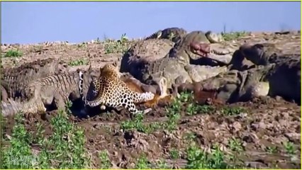 CROCODILO vs GAZELA vs LEOPARDO vs HIENA - FORÇA BRUTA vs INTELIGÊNCIA