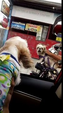 Road rage entre deux chiens