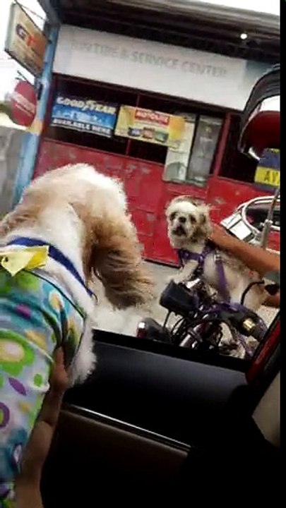 Road rage entre deux chiens