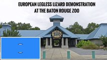 European Legless Lizard Demonstration at the Baton Rouge Zoo