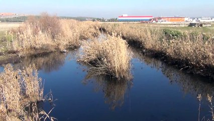 Ayvalık'ta denizin renginin değiştiği iddiası - BALIKESİR