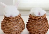 Baby Bunnies Meditate Inside Personalized Baskets