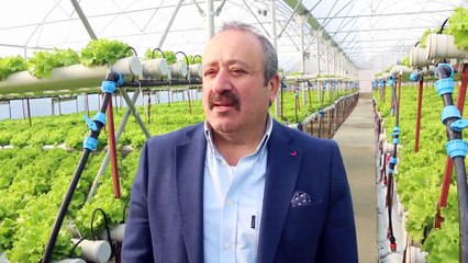 Suda kıvırcık marul yetiştiriyor - YALOVA