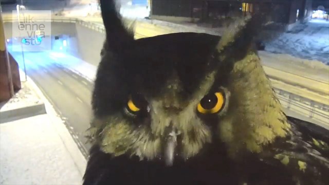 Watch Finland traffic camera captures curious owl staring into lens