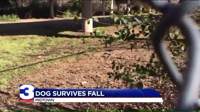 Missing Dog Reunited WIth Owner After Surviving 20-Foot Fall from Overpass